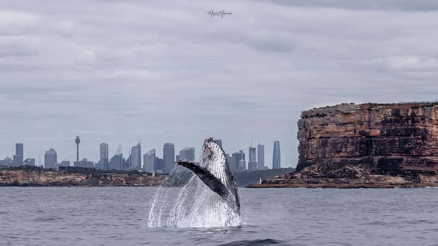 Sydney: Ocean Whale Watching Experience - Who should choose this whale watch?