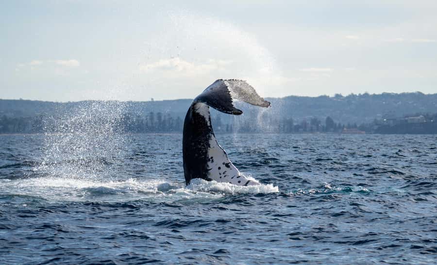 Sydney: Ocean Whale Watching Experience - Crossing the Heads and reaching whale country