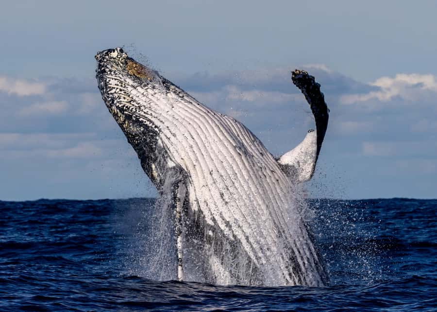 Sydney: Scenic Whale Watching Cruise - Whales Guaranteed - Key points to know before you book