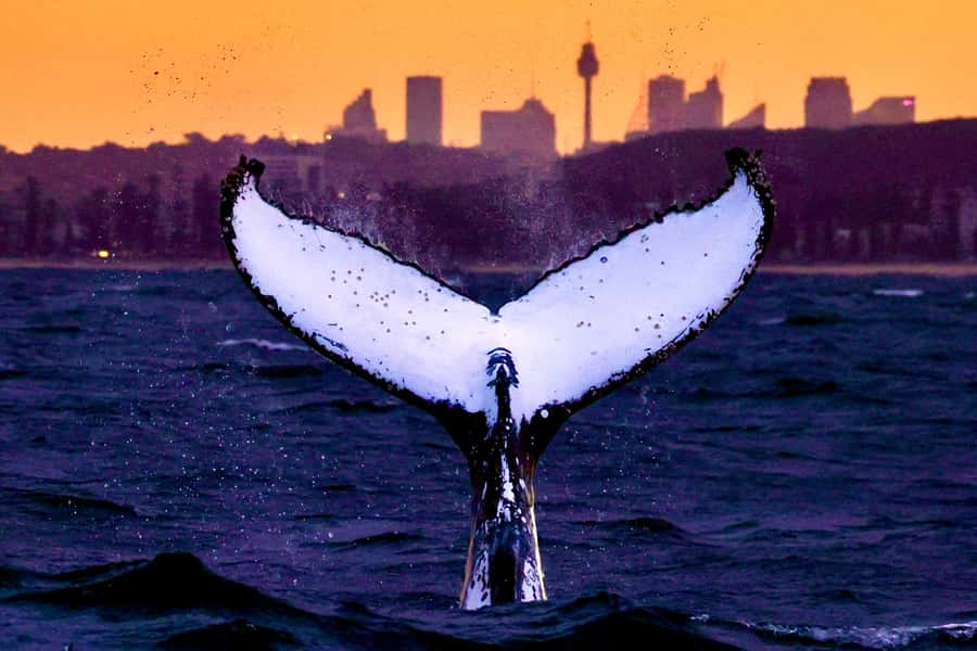 Sydney: Scenic Whale Watching Cruise - Whales Guaranteed - From Circular Quay to the open Pacific