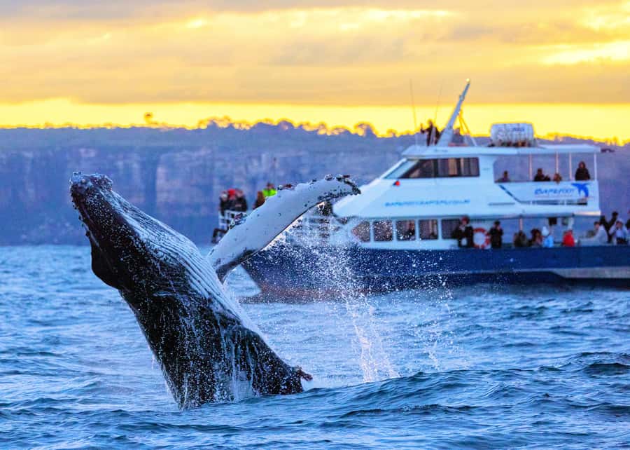 Sydney: Scenic Whale Watching Cruise - Whales Guaranteed - What the three-hour timing really gives you