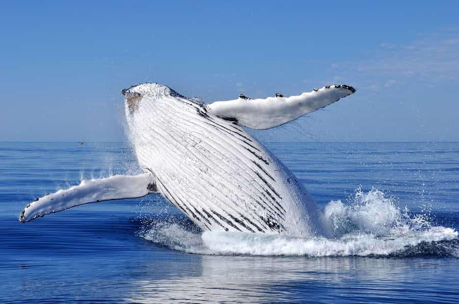 Sydney: Scenic Whale Watching Cruise - Whales Guaranteed - Commentary, photography, and the people on board