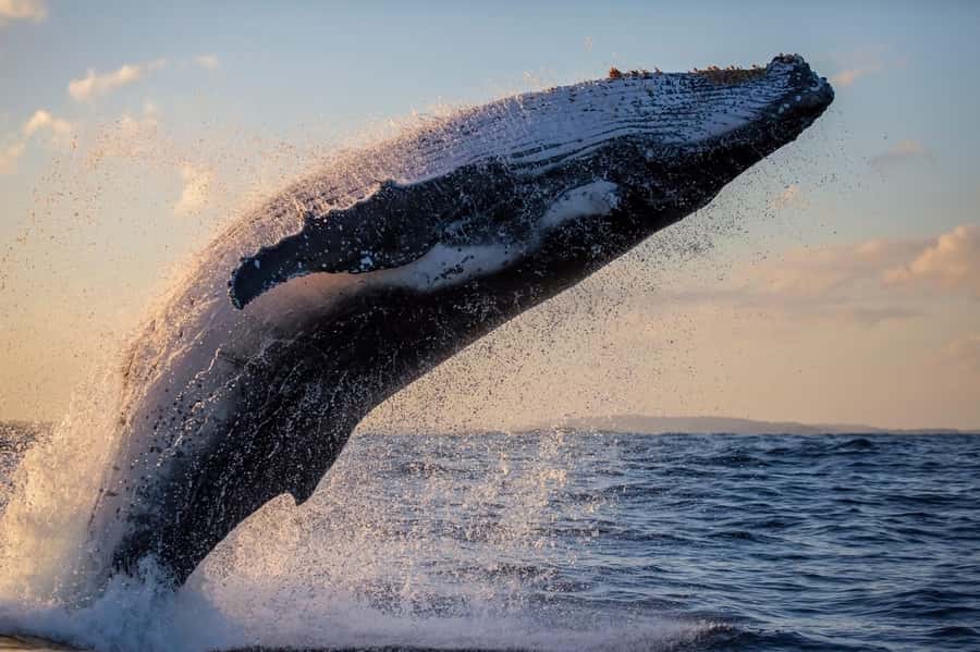 Sydney: Scenic Whale Watching Cruise - Whales Guaranteed - How much value do you get for $45?