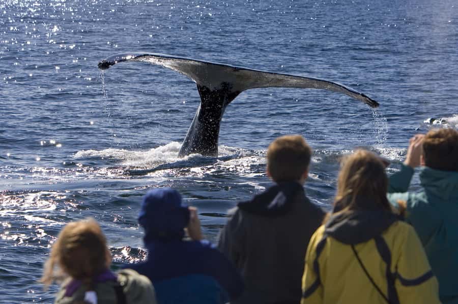 Sydney: Scenic Whale Watching Cruise - Whales Guaranteed - My practical plan for the day