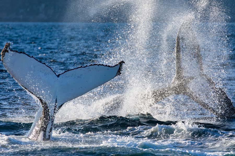 Sydney: Scenic Whale Watching Cruise - Whales Guaranteed - Should you book Barefoot Whale Watching Sydney?