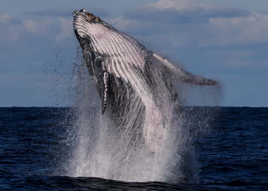 Sydney: Scenic Whale Watching Cruise - Whales Guaranteed - Finding humpback whales beyond Sydney Heads