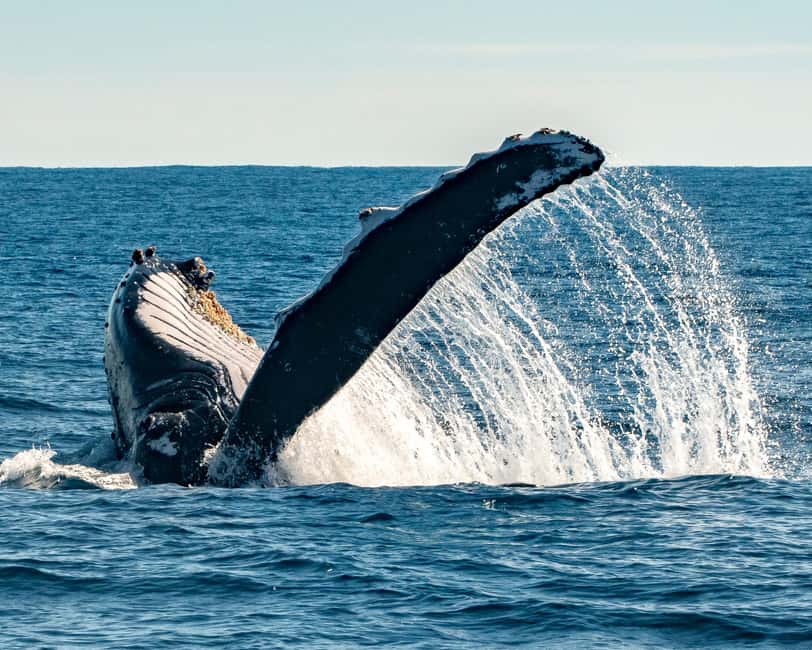 Sydney; Whale Watching - Key points at a glance