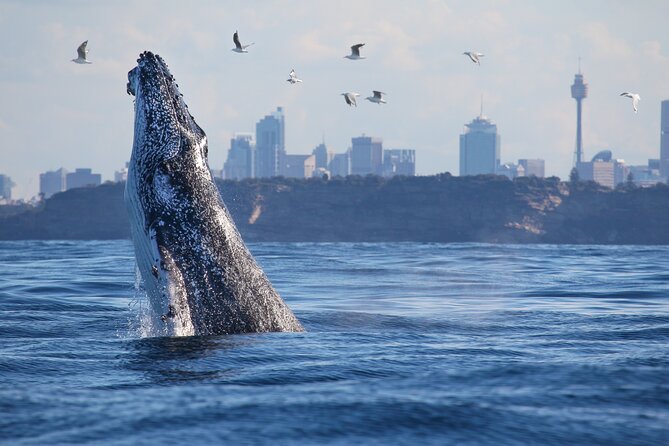 Sydney Whale Watching - 2.5hr Discovery Cruise - Key points to know before you book