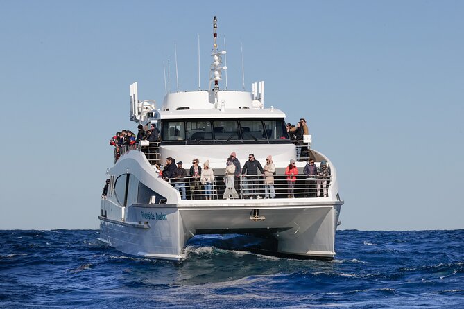 Sydney Whale Watching - 2.5hr Discovery Cruise - How the whale search works
