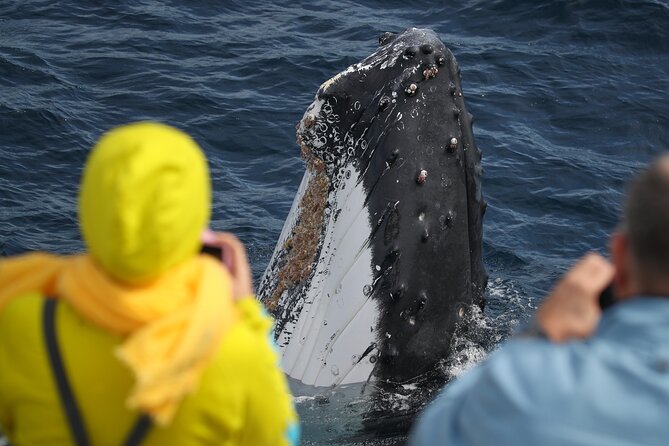 Sydney Whale Watching - 2.5hr Discovery Cruise - Morning or afternoon departure?