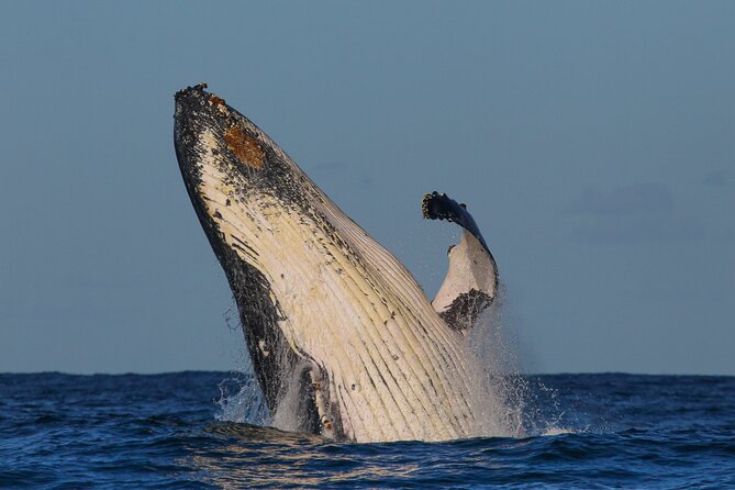 Sydney Whale Watching - 2.5hr Discovery Cruise - Who will enjoy this cruise most?