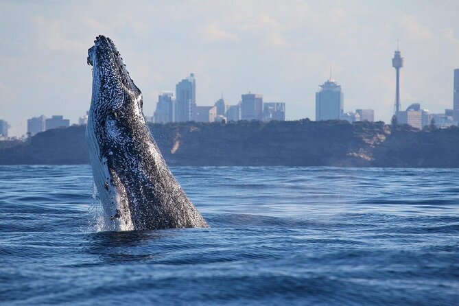 Sydney: Whale Watching Adventure Cruise - From Circular Quay to the open Pacific