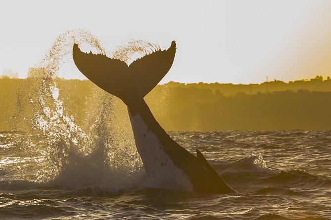 Sydney Whale Watching Adventure Cruise - How to plan your day around Circular Quay