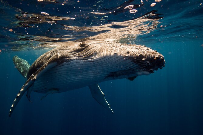 Sydney Whale Watching Adventure Cruise - How to make the most of the experience
