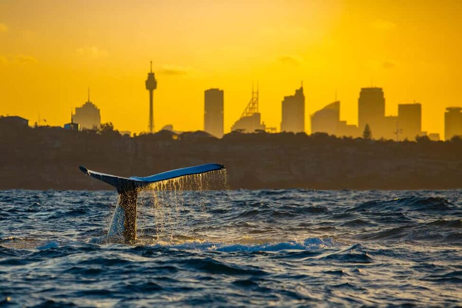 Sydney: Whale Watching Adventure Cruise - Whales Guaranteed! - Whale watching without false promises