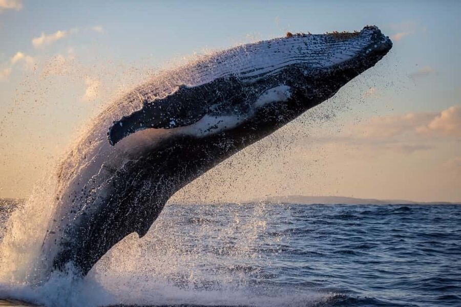 Sydney: Whale Watching Adventure Cruise - Whales Guaranteed! - The sunset element and the best time to go