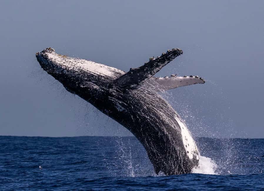Sydney: Whale Watching Adventure Cruise - Whales Guaranteed! - Is $43 good value?