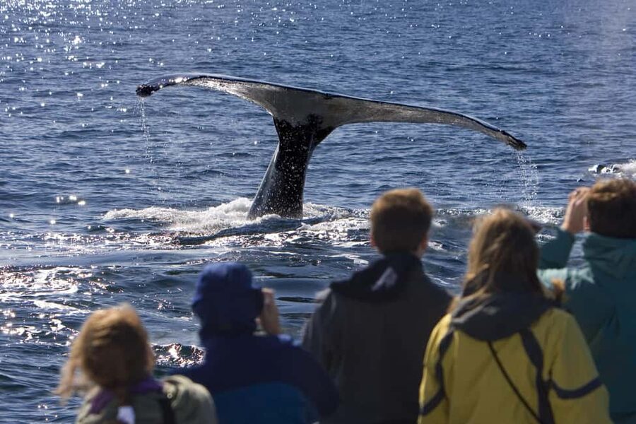 Sydney: Whale Watching Adventure Cruise - Whales Guaranteed! - Who should book this Sydney whale cruise?