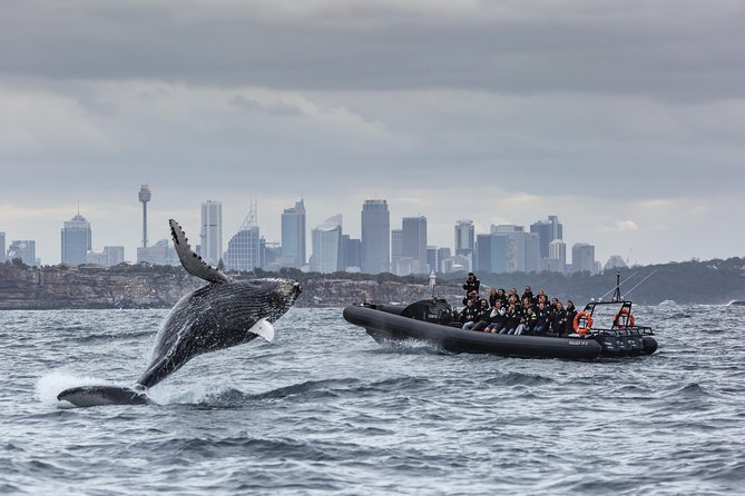 Sydney Whale-Watching by Speed Boat - A fast start from Campbell’s Cove