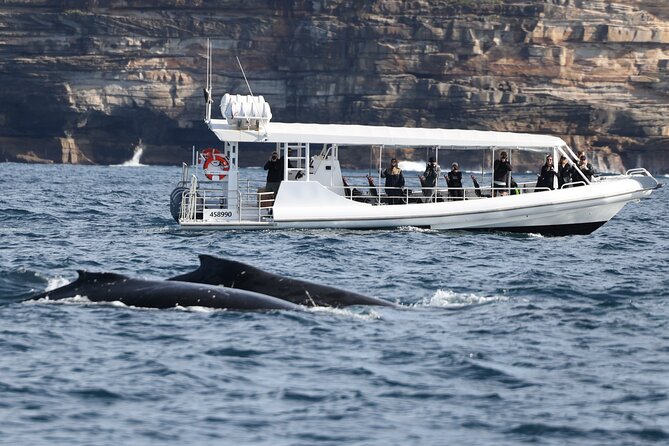 Sydney Whale-Watching by Speed Boat - Searching for humpback whales