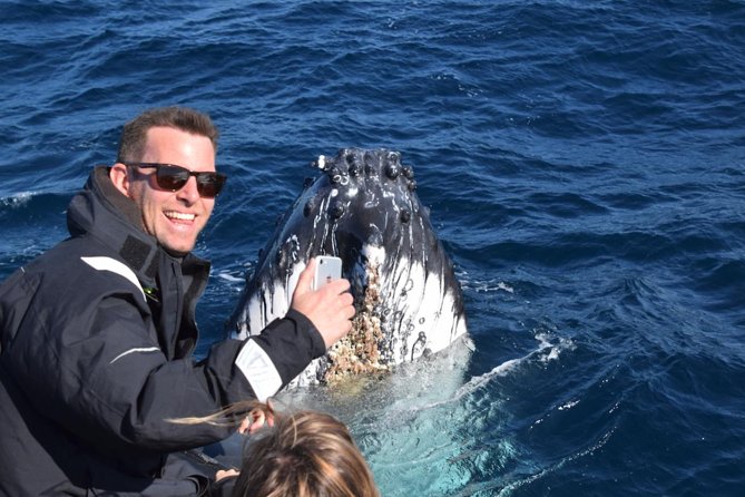 Sydney Whale-Watching by Speed Boat - Cruising alongside the whales