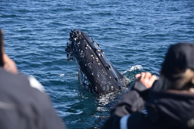 Sydney Whale-Watching by Speed Boat - The speedboat ride is part of the attraction