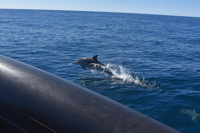 Sydney Whale-Watching by Speed Boat - What you get for $92.52