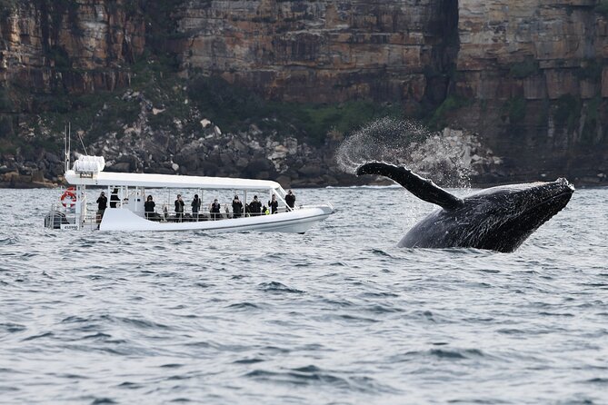 Sydney Whale-Watching by Speed Boat - Choosing a departure time