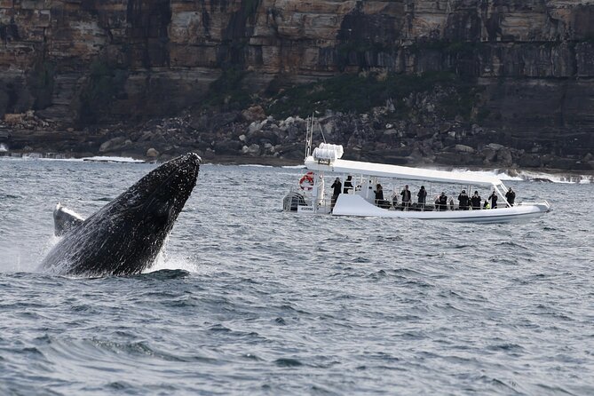 Sydney Whale-Watching by Speed Boat - Sydney Harbour Bridge and Opera House from the water