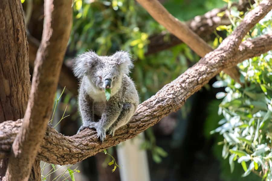 Sydney: Whale Watching Cruise and Taronga Zoo Package - Starting at Circular Quay for a morning on the water