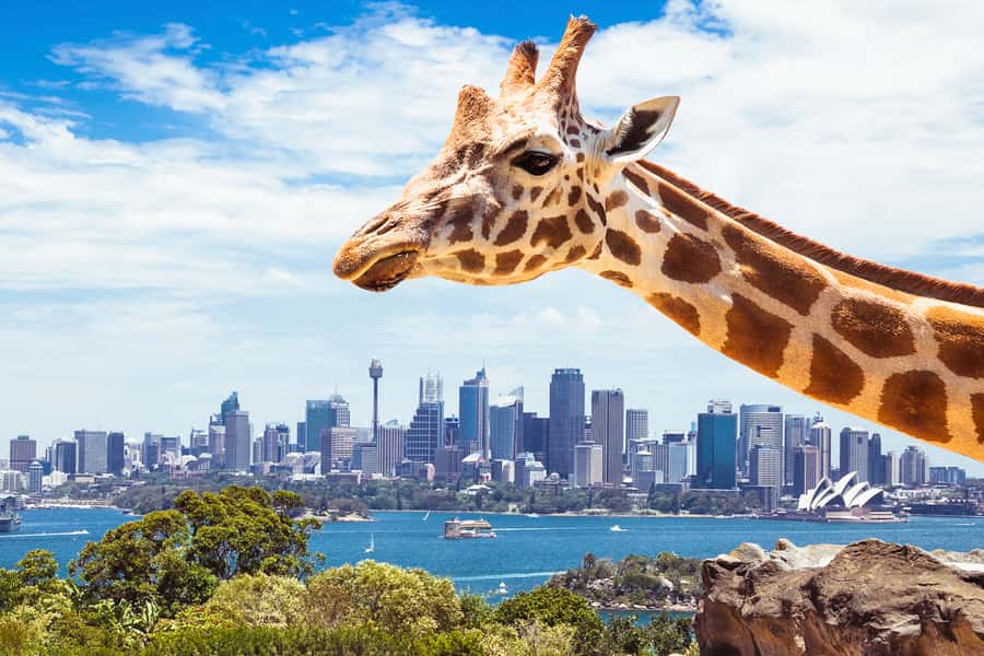 Sydney: Whale Watching Cruise and Taronga Zoo Package - Handling waves, wind, and motion sickness