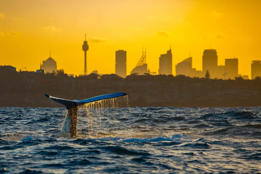 Sydney: Whale Watching Cruise and Taronga Zoo Package - Taronga Zoo: a full afternoon after the cruise