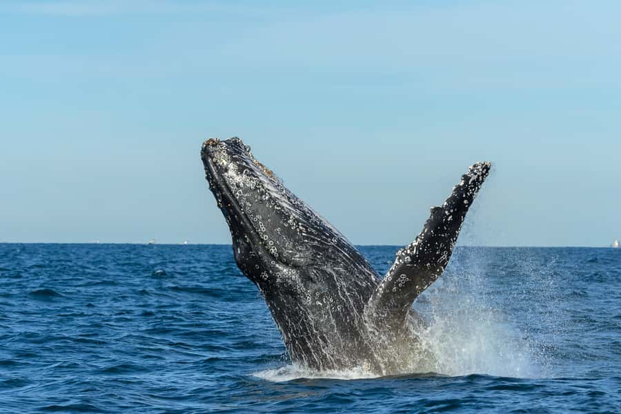 Sydney: Whale Watching Cruise and Taronga Zoo Package - Should you book the Whale Watching Cruise and Taronga Zoo Package?