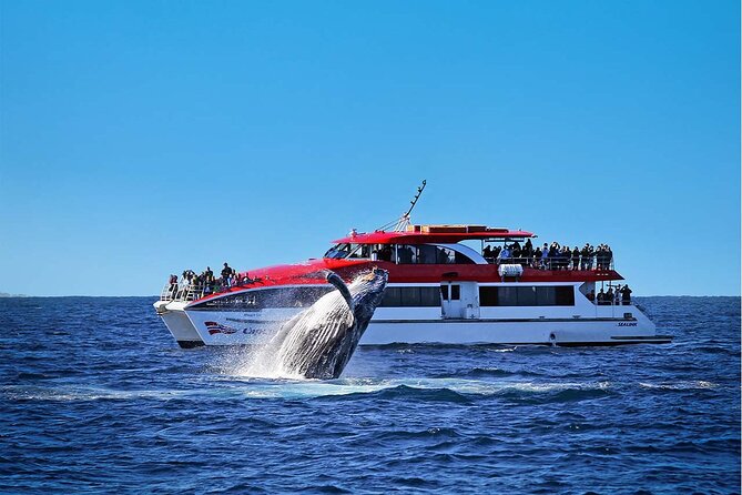 Sydney Whale Watching Cruise from Circular Quay - From Circular Quay to the open ocean
