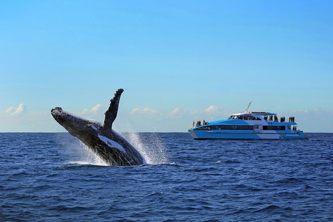 Sydney Whale Watching Cruise from Circular Quay - Is $68.14 good value?