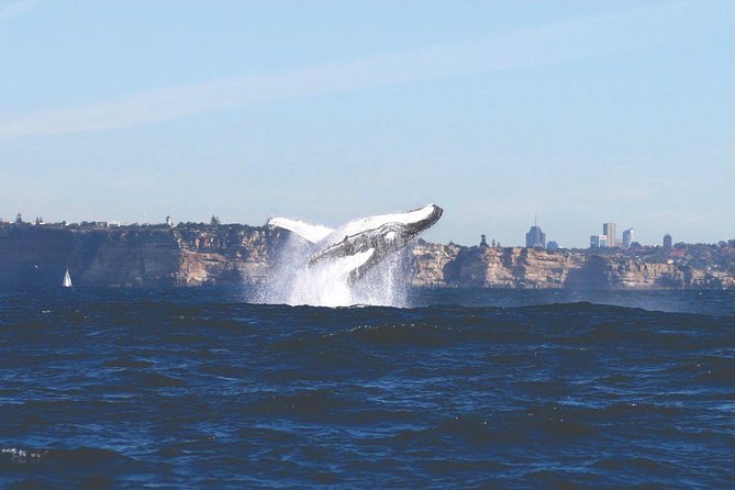 Sydney Whale Watching Cruise from Circular Quay - The best place to stand on the catamaran