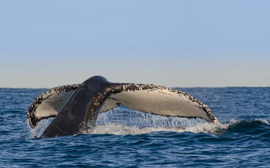 Sydney Whale Watching Cruise with Breakfast or Lunch - Key points to know before you book