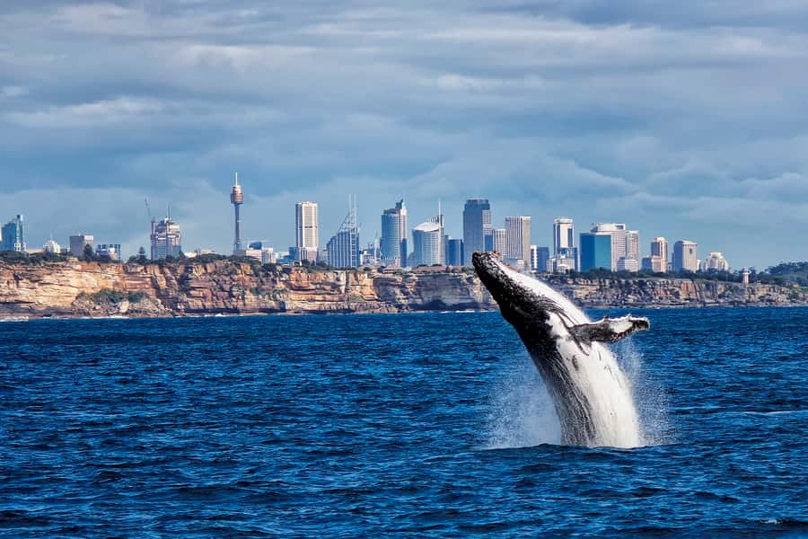 Sydney Whale Watching Cruise with Breakfast or Lunch - From Circular Quay to open water