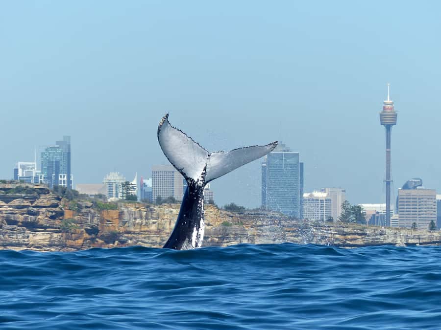 Sydney Whale Watching Cruise with Breakfast or Lunch - Whale season from May through November