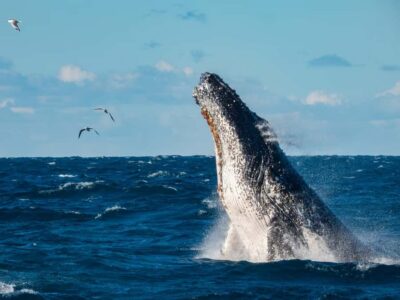 Sydney Whale Watching Cruise with Breakfast or Lunch