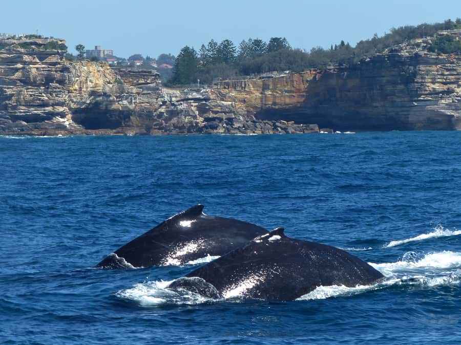 Sydney Whale Watching Cruise with Breakfast or Lunch - Breakfast or lunch on the water