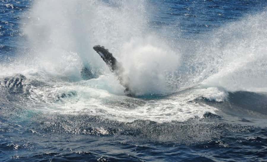 Sydney Whale Watching Cruise with Breakfast or Lunch - Seasickness is the main practical concern
