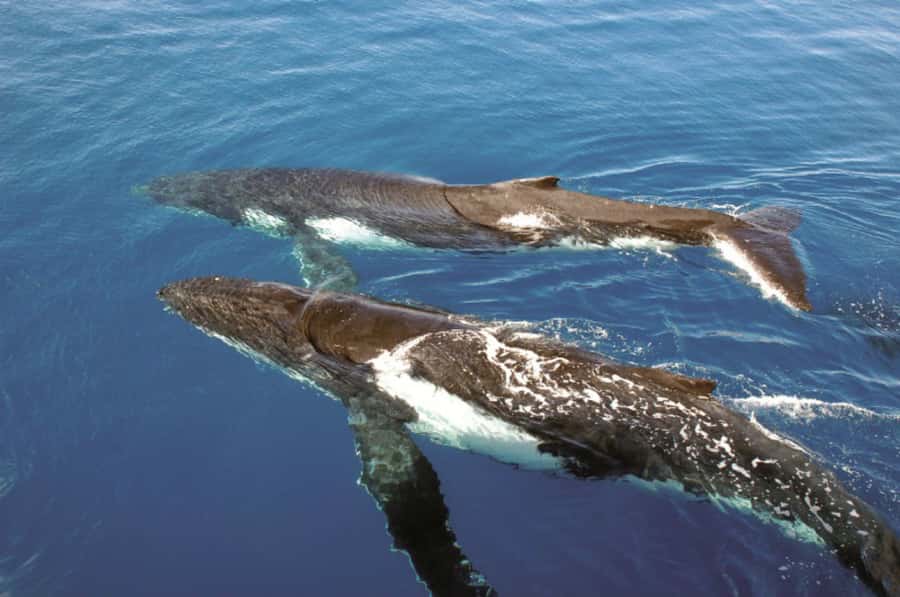 Sydney Whale Watching Cruise with Breakfast or Lunch - What the $70 price really buys you