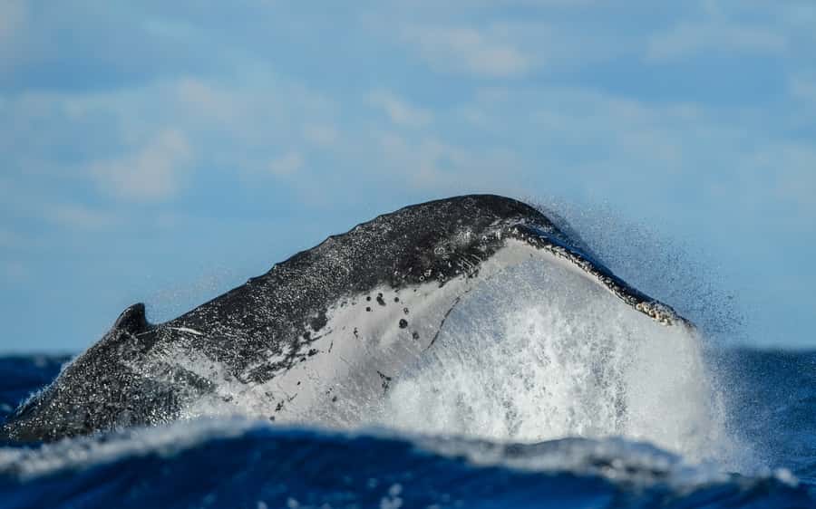 Sydney Whale Watching Cruise with Breakfast or Lunch - Who will enjoy this cruise most