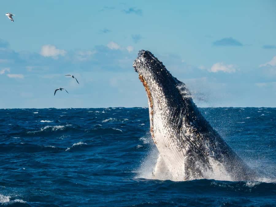 Sydney Whale Watching Cruise with Breakfast or Lunch - Crossing Sydney Heads