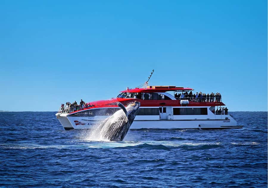Sydney: Whale Watching & Hop On Hop Off Cruise Package - Key points to know before you book