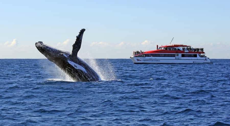 Sydney: Whale Watching & Wildlife Cruise - Key points to know before you book