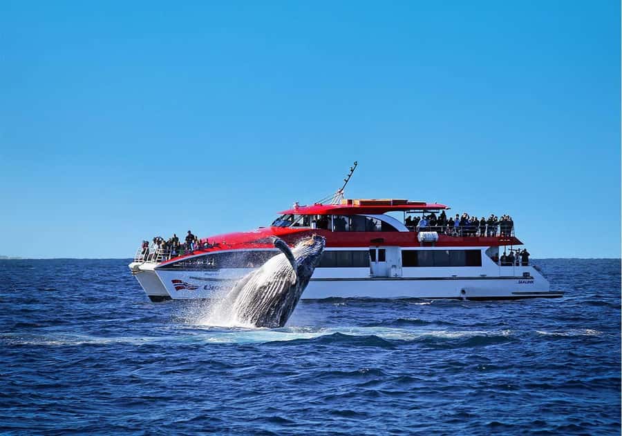 Sydney: Whale Watching & Wildlife Cruise - Leaving Circular Quay with Sydney behind you