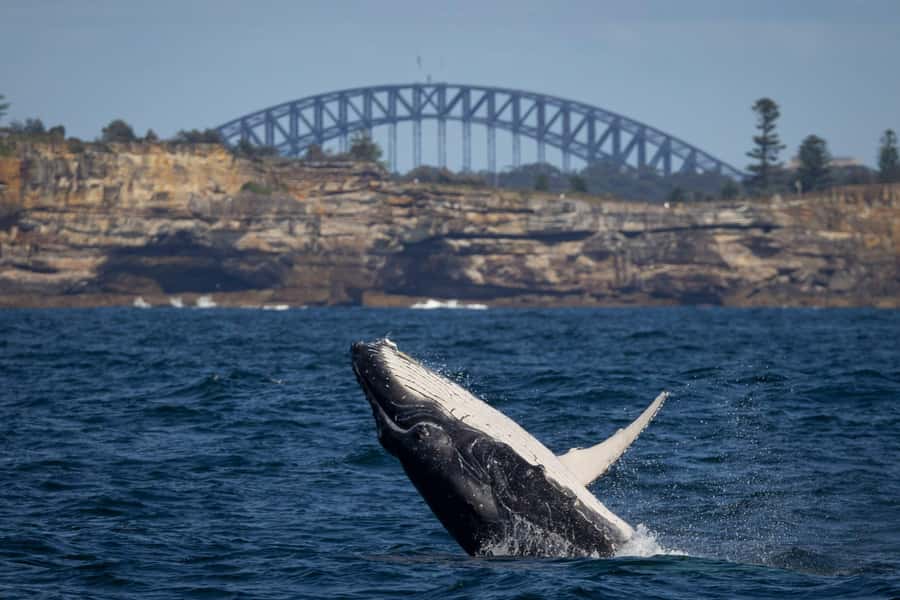 Sydney: Whale Watching & Wildlife Cruise - Searching for humpbacks from May to November