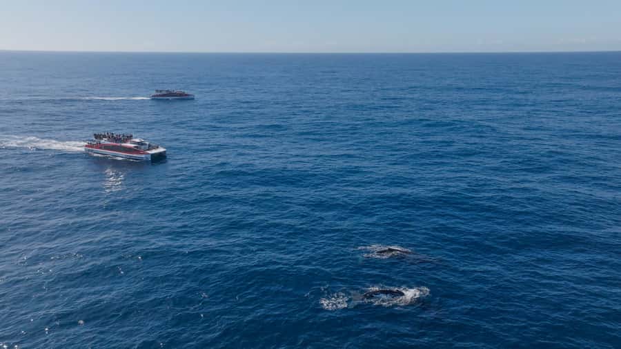Sydney: Whale Watching & Wildlife Cruise - The crew makes a real difference